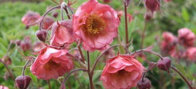 Растение гравилат