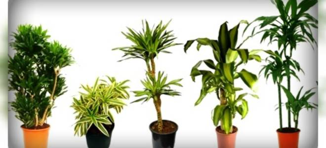 Комнатные растения с крупными листьями