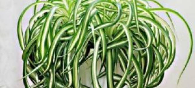 Хлорофитум кудрявый бонни