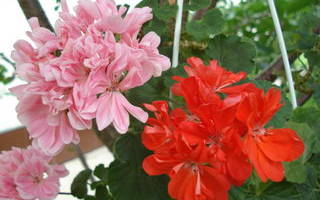 Edwards romany пеларгония