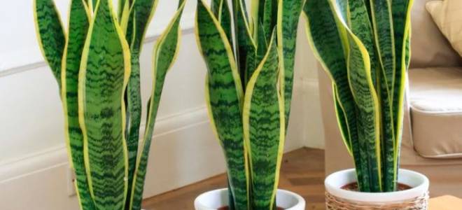 Сансевьера цветок