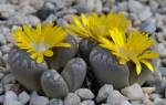 Цветы камни литопсы