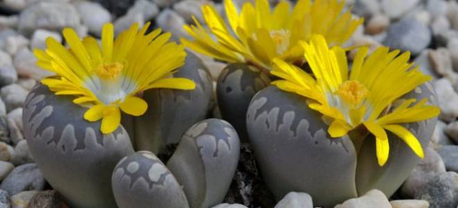 Что такое литопсы