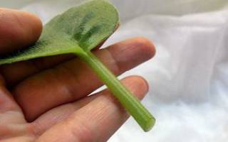 Как правильно посадить фиалку листочком в горшок