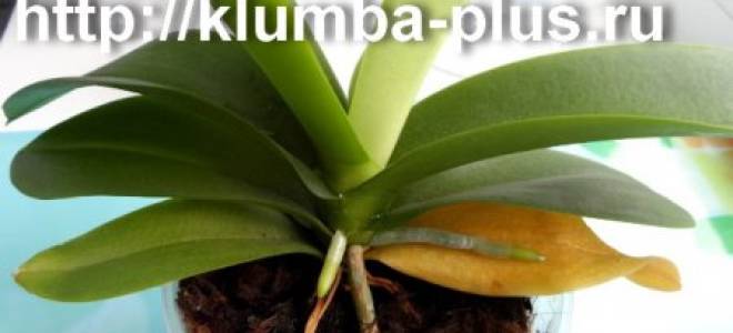 Правила пересадки орхидеи в домашних условиях