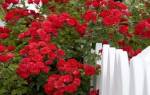 Красные плетистые розы сорта