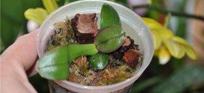 Как разводить орхидеи