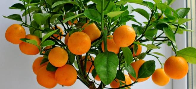 Мандариновое дерево из косточки в домашних условиях