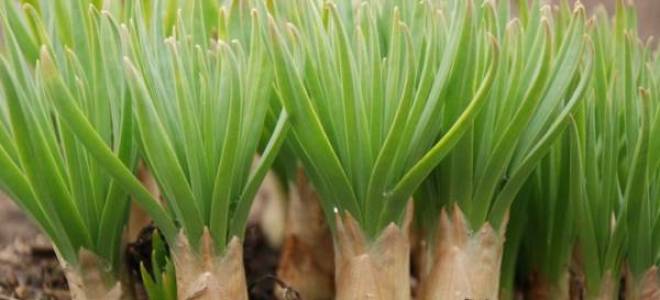 Ширяш посадка и уход