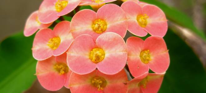 Молочай треугольный можно ли держать дома