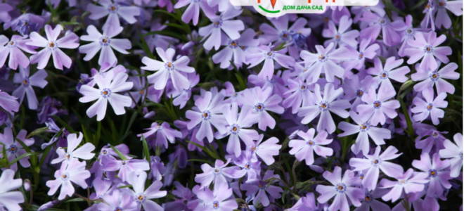 Флокс шиловидный в ландшафтном дизайне