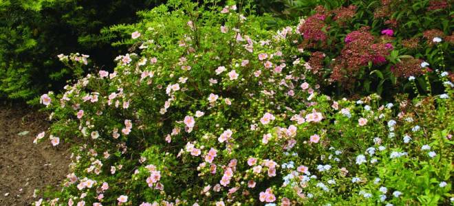 Лапчатка кустовая