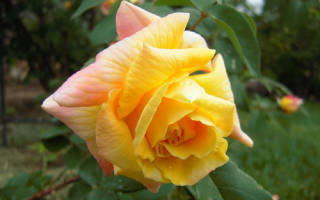 Роза плетистая голден парфюм