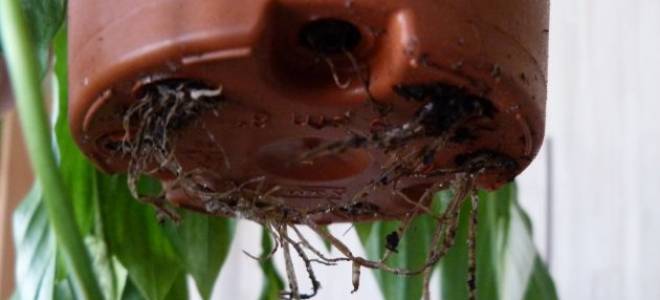 Как правильно пересаживать комнатные цветы