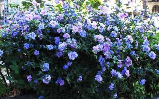 Гибискус блю шифон