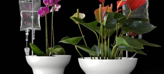 Капельный полив для комнатных растений