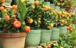 Кинкан уход и выращивание в домашних условиях