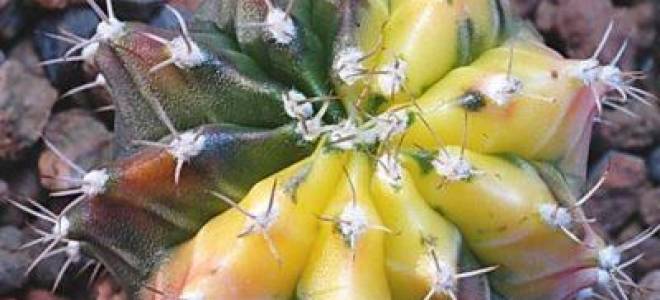 Кактус желтеет снизу что делать