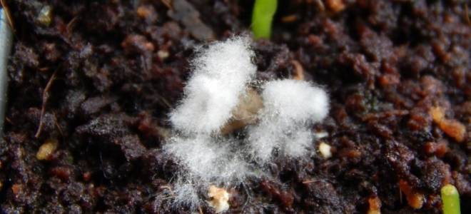 Белая плесень на земле комнатных растений