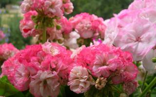 Пеларгония уникорн мондей морнинг