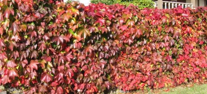 Многолетние вьюны