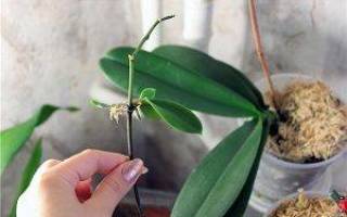 Как взять отросток у орхидеи