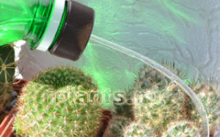 Как часто нужно поливать кактус