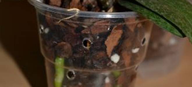 Орхидеи в закрытой системе