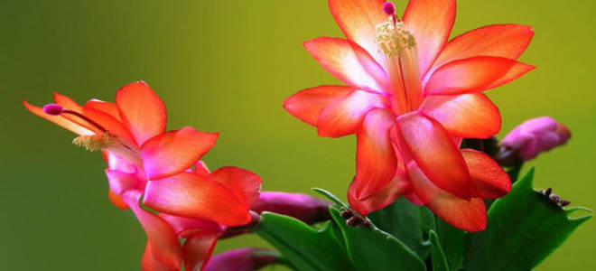 Декабрист размножение черенками