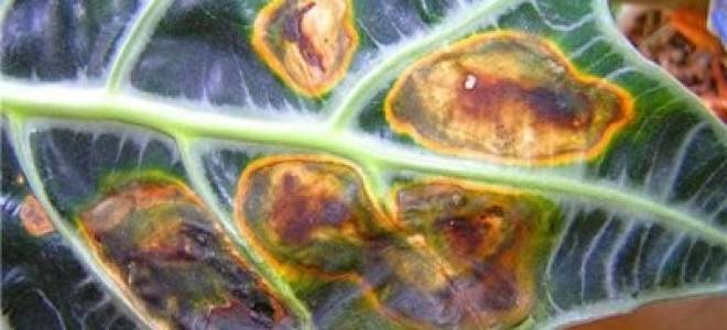 Алоказия желтеют листья