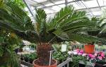 Комнатное растение типа пальмы