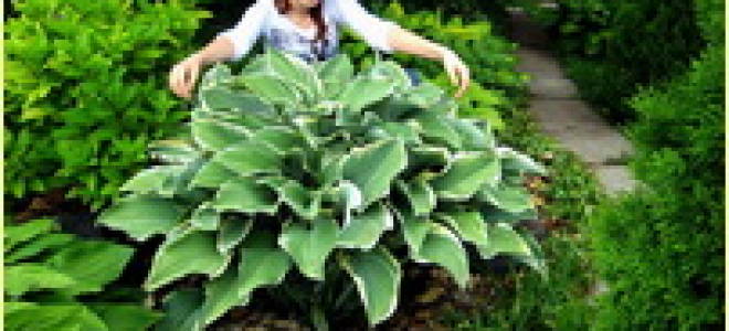 Почему плохо растет хоста