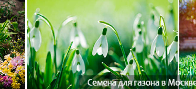 Когда можно сажать газонную траву