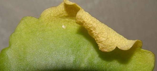 У каланхоэ желтеют и сохнут листья