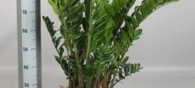 Замиокулькас комнатное растение