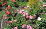 Сорта роз для ленинградской области
