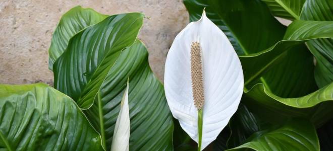 Растение женское счастье