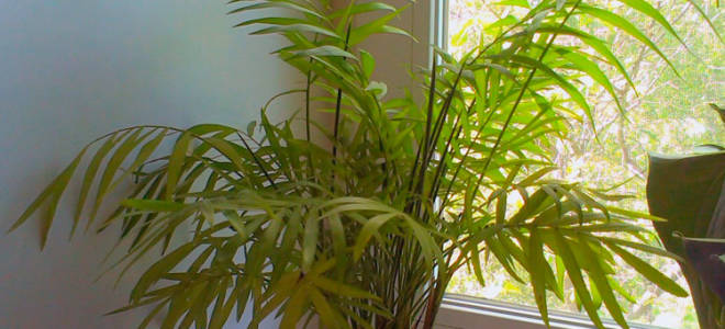 Хамедорея элеганс польза и вред