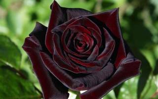 Роза black baccara