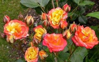 Многоцветковая роза