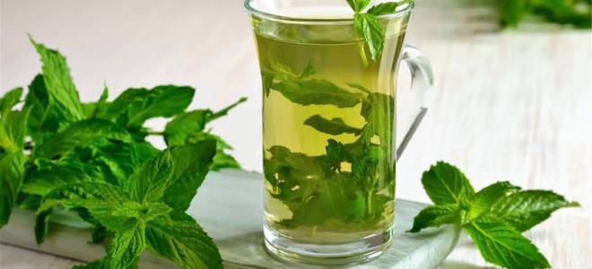 Как выглядит мята