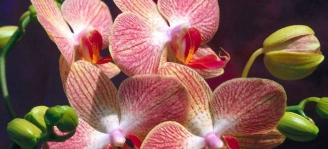 Корни орхидеи вылезли из горшка