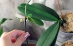 Как рассадить орхидею в домашних