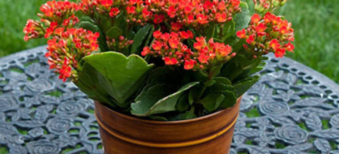 Каланхоэ цветущий уход в домашних условиях