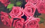 Ярко розовые розы