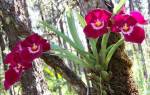 Мильтония орхидея уход