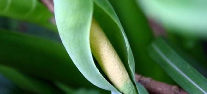 Настойка алоказии