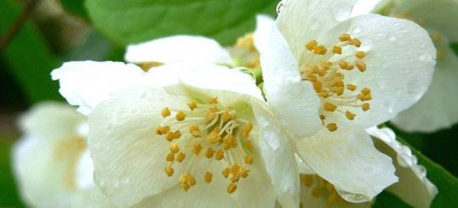 Посадка жасмина