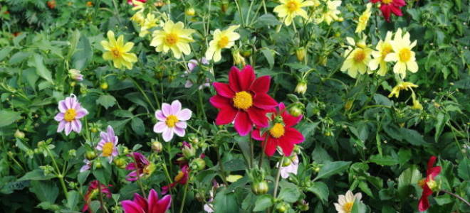 Георгин веселые ребята