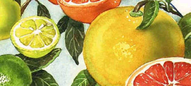 Цвет цитрусовый